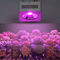 200W フルスペクトル COB LED 成長ライト 多波長 アルミ