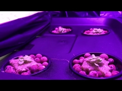 380-780nm LED COB Full Spectrum 50W Lumens Driverless COB LED